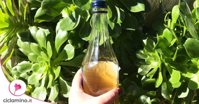 aceto-in-giardino