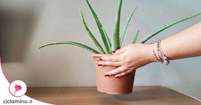 dove-tenere-aloe