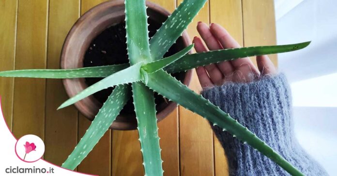 aloe-in-inverno