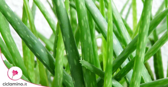 aloe-varietà-coltivazione