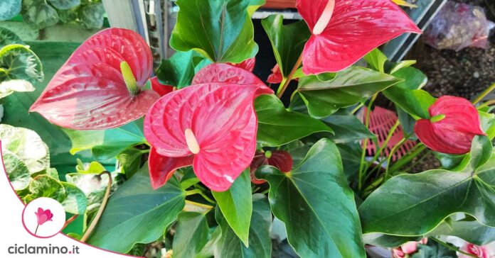 anthurium