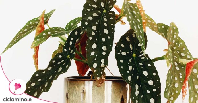 begonia-maculata