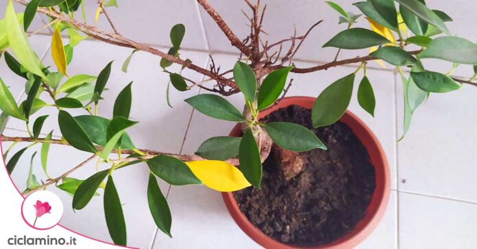 bonsai-ficus-foglie-gialle