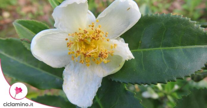 camellia-sinensis