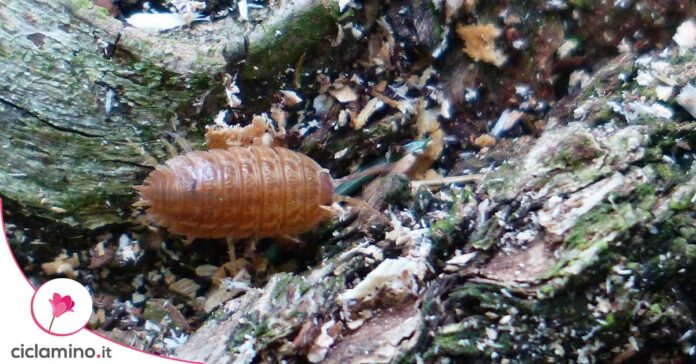cocciniglia