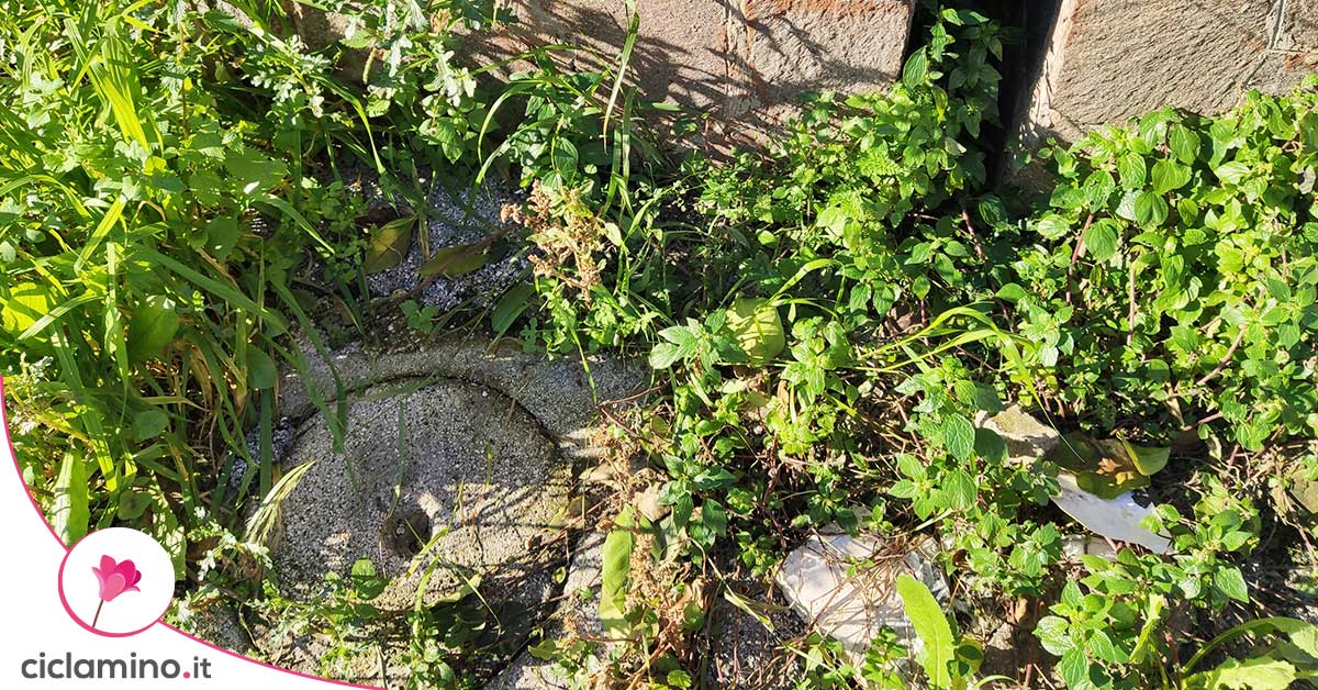 Come Eliminare I Gechi Dal Giardino