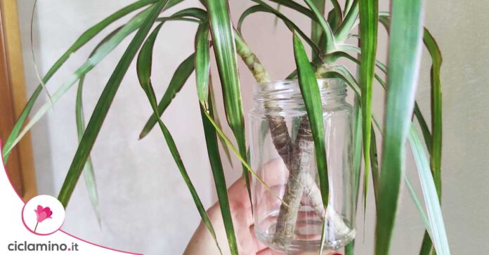 come-moltiplicare-dracaena