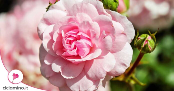 come-potare-rose
