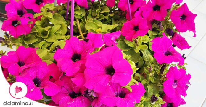 curare-petunia-in-inverno