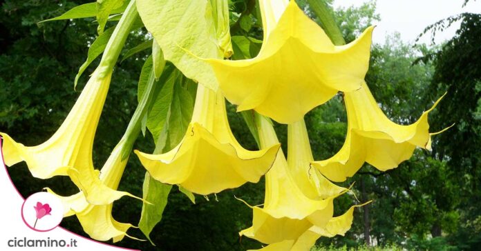datura