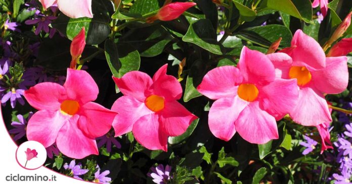 dipladenia