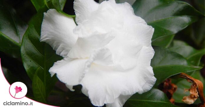 gardenia