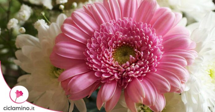 gerbera-non-fiorisce