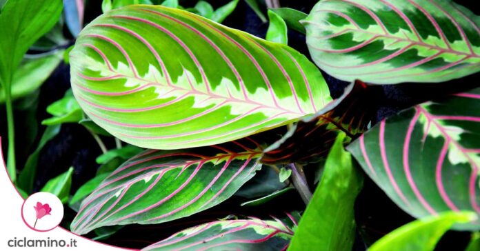 maranta