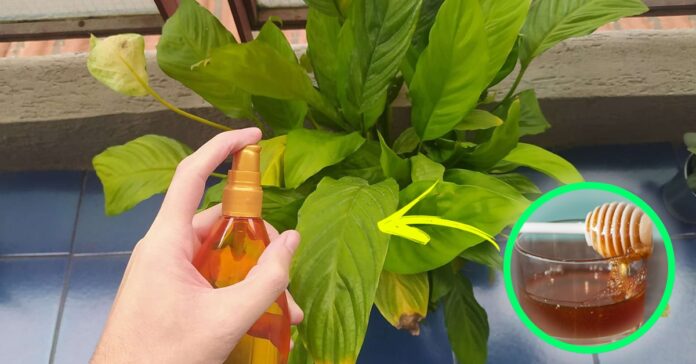 miele-piante-giardino