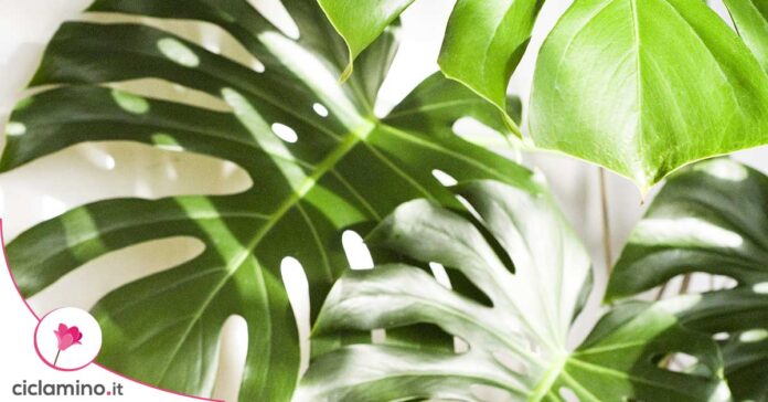 monstera