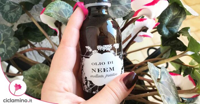 olio-neem-piante