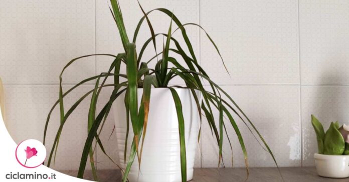 perche-dracaena-morendo