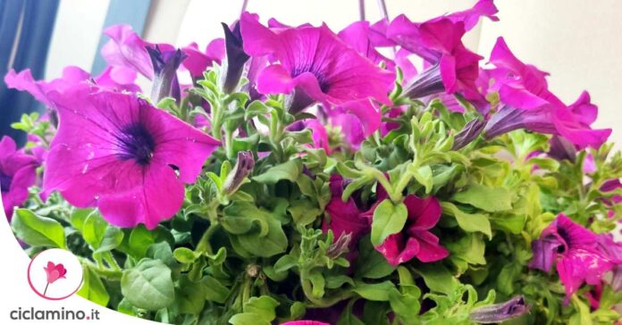 petunia-pochi-fiori