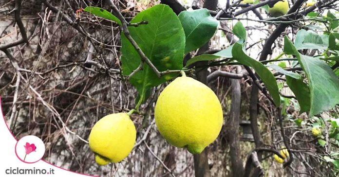 limone-in-vaso-inverno