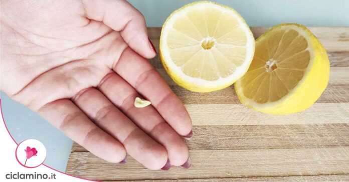 piantare-limone-da-seme