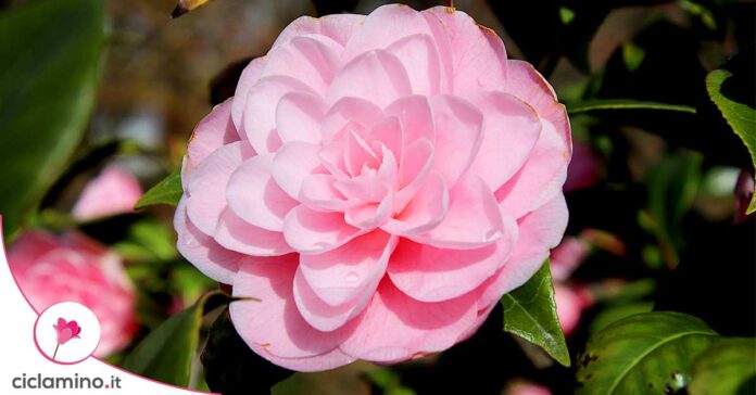 potatura-camelia