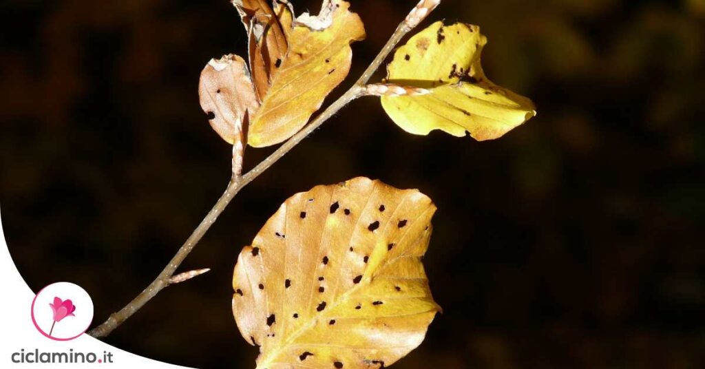tripidi