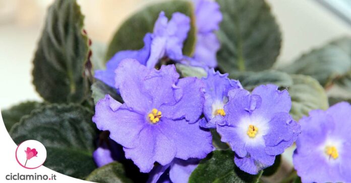 violetta-africana-problemi-foglie