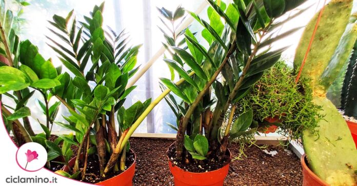 zamioculcas-riprduzione