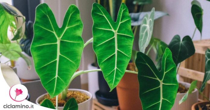 alocasia-foglie-gialle