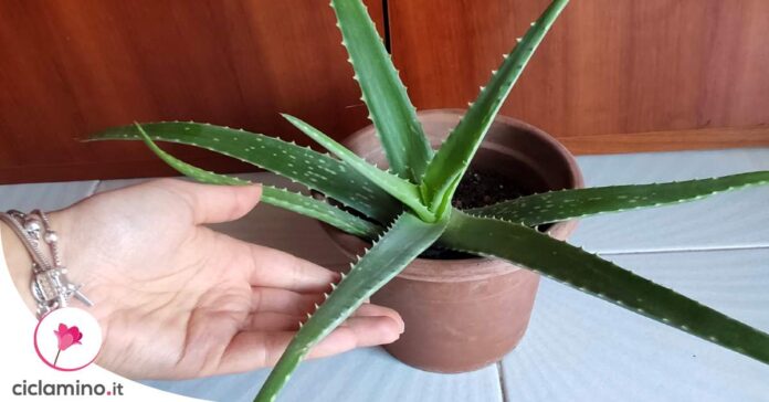 aloe-foglie-gialle