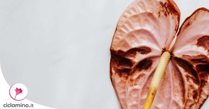 anthurium-foglie-macchiate