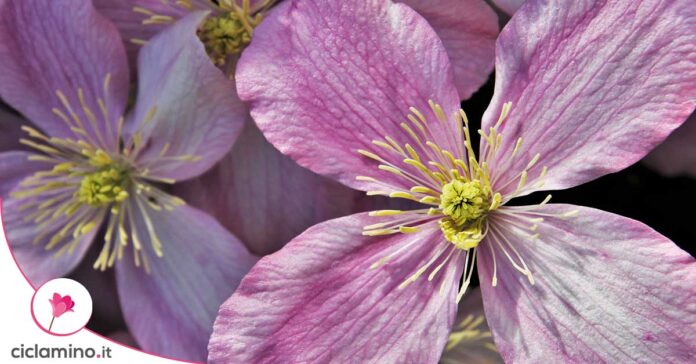 clematis