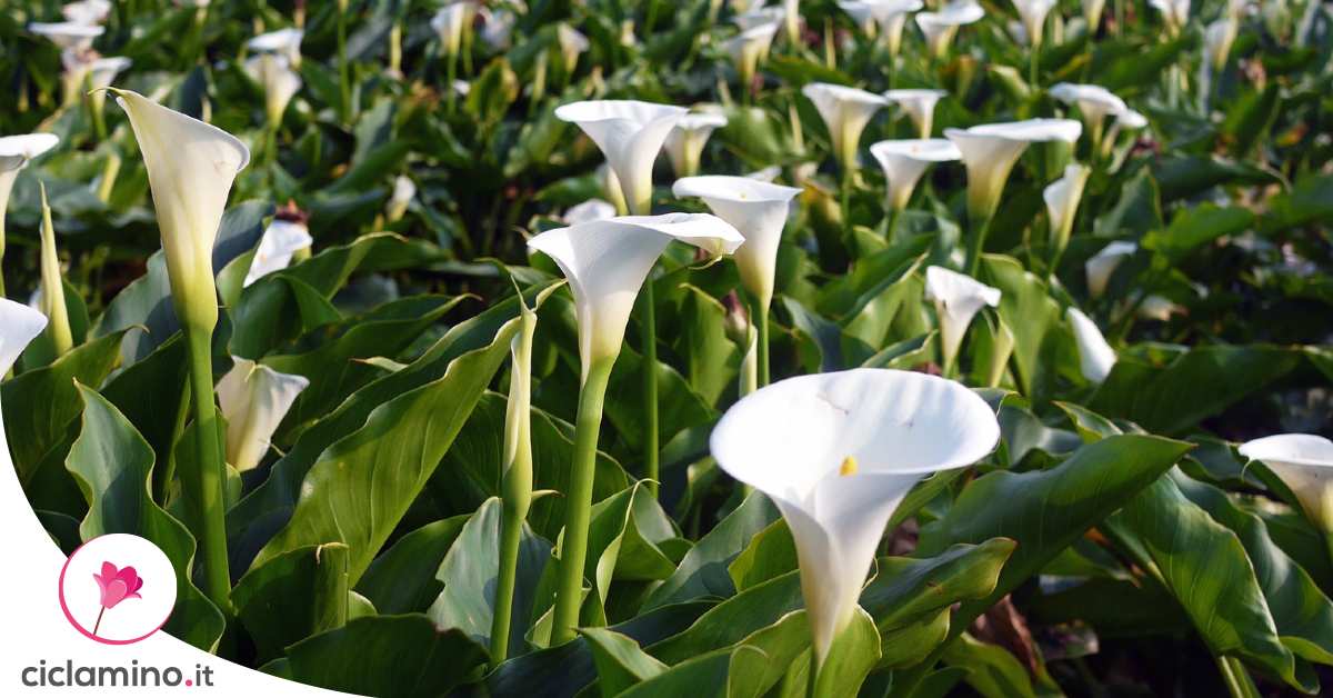 Coltivare la calla dal rizoma 