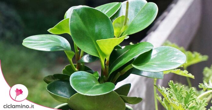 come-moltiplicare-peperomia
