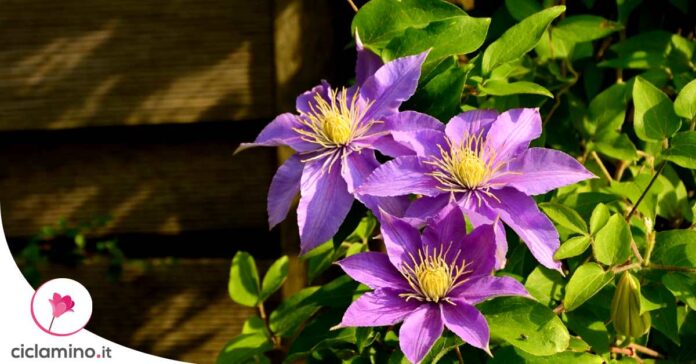 come-potare-clematis