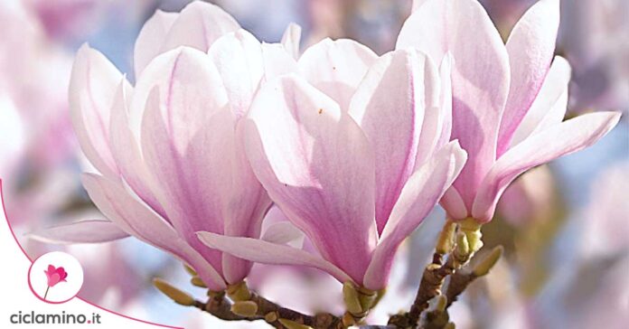 come-potare-magnolia