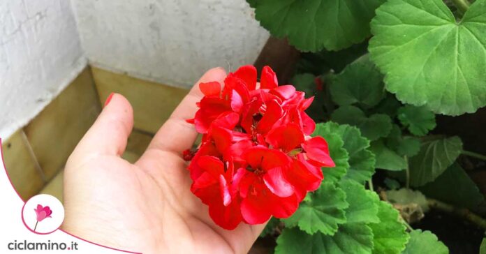 come-ravvivare-colore-geranio