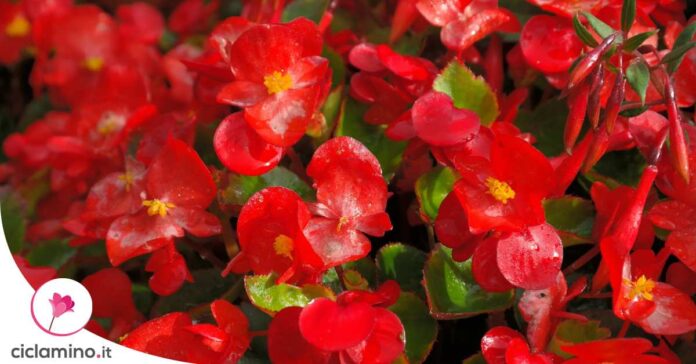 curare-begonia-sempreflorens
