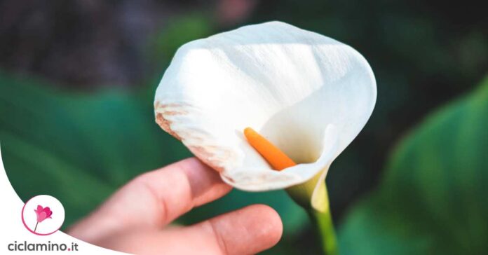 curare-calla-vaso