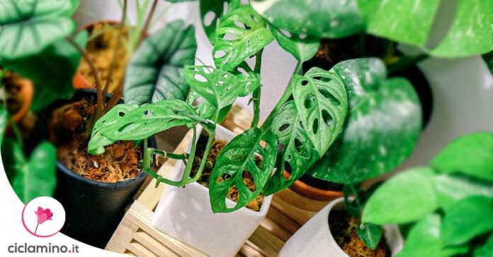 curare-monstera-adansonii