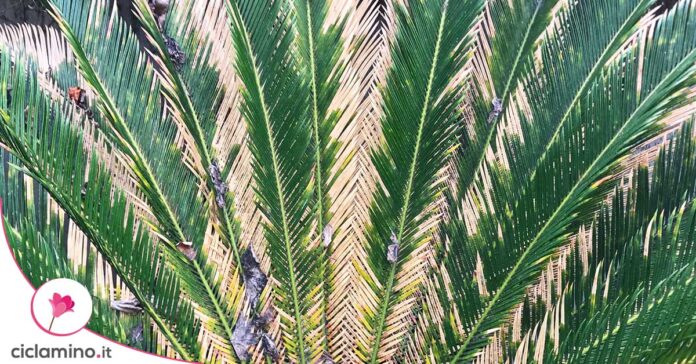 cycas-malata