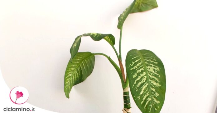 dieffenbachia