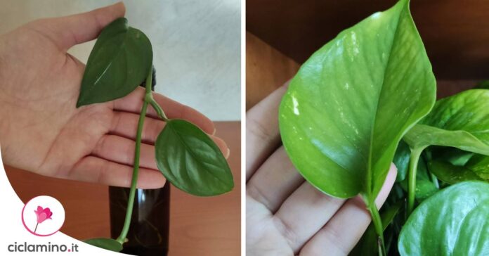 differenze-pothos-philodendron