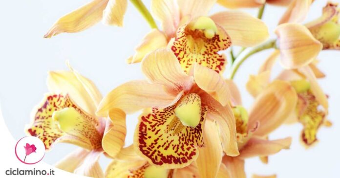 dividere-cymbidium