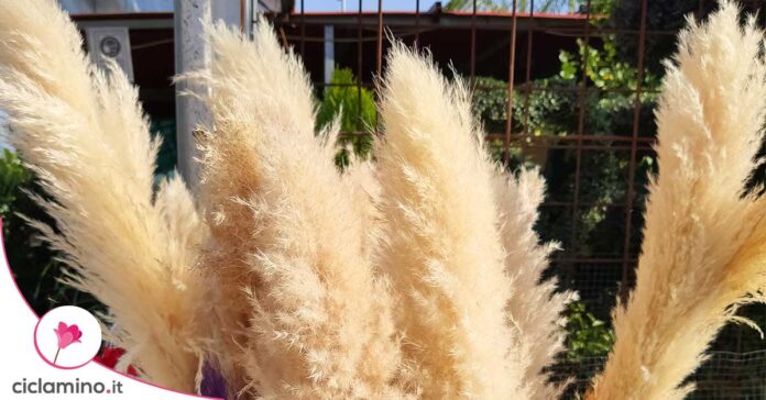 erba-della-pampas