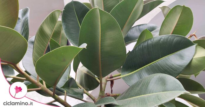 ficus-elastica