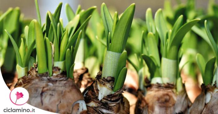 far-fiorire-bulbi-narciso