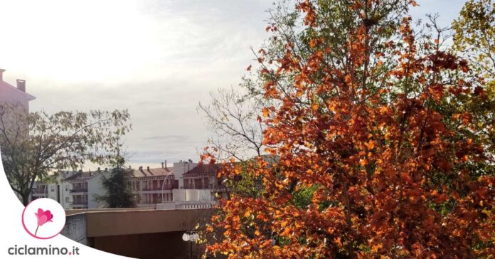 foglie-cambiano-colore-autunno