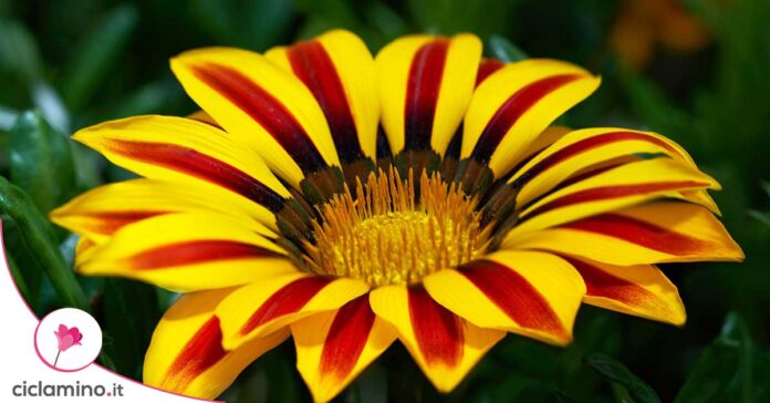 gazania